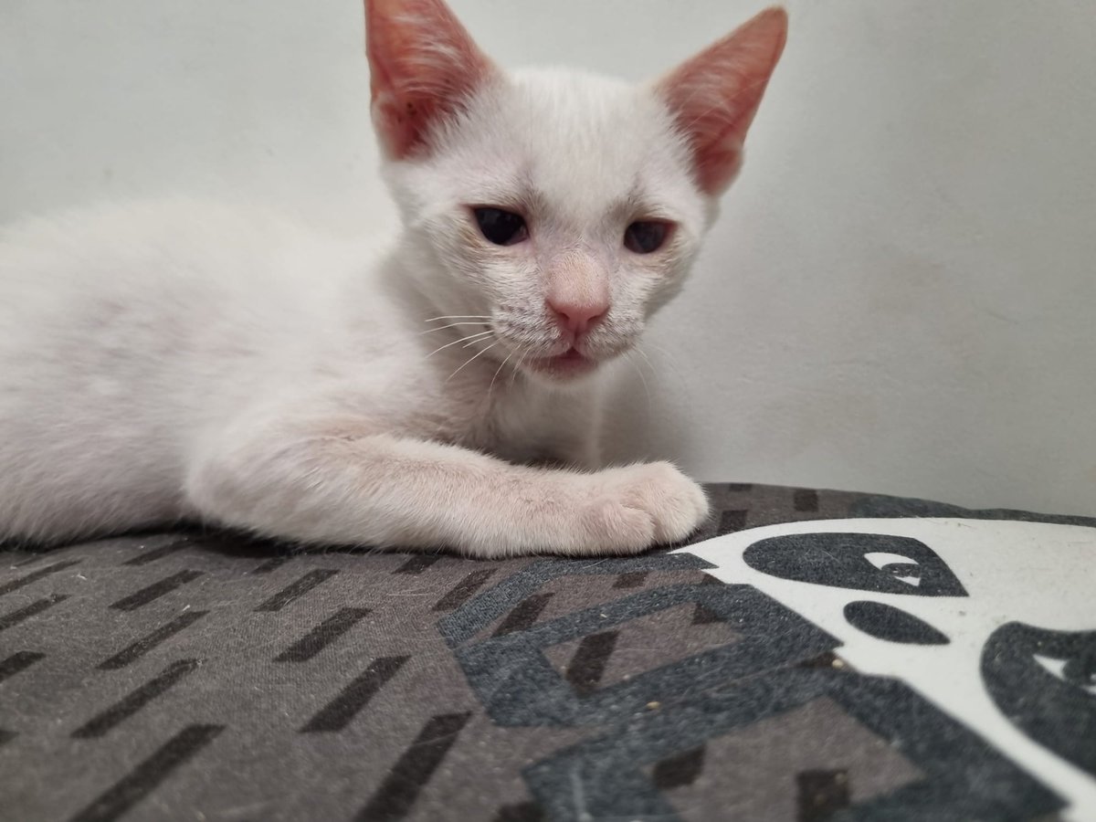 #Deltebre Aquests petits busquen  #adopcio responsable. Una persona els va rescatar d'un lloc no adient i amb un problema de salut. No els pot tenir i cerca acollida i adopció és #urgent ☎️ Marcela  613 60 67 66 #XarxaCatalunyaAdopcions #XarxaBarcelonaAdopcions☘️☘️