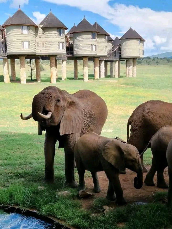 KisiteD90889's tweet photo. Where lava carved the land and elephants left their trail, Tsavo West is nature untamed.
@KisiteD90889
#RedElephants #TsavoWest #Elephants #KenyaSafari #WildlifeConservation #BigTusker #NatureLovers #AfricanWildlife
#BBNajia #CoolieReview #paofc #MeAndTheeSeriesQ7 #FayePeraya https://t.co/WMPEsFW5Kv