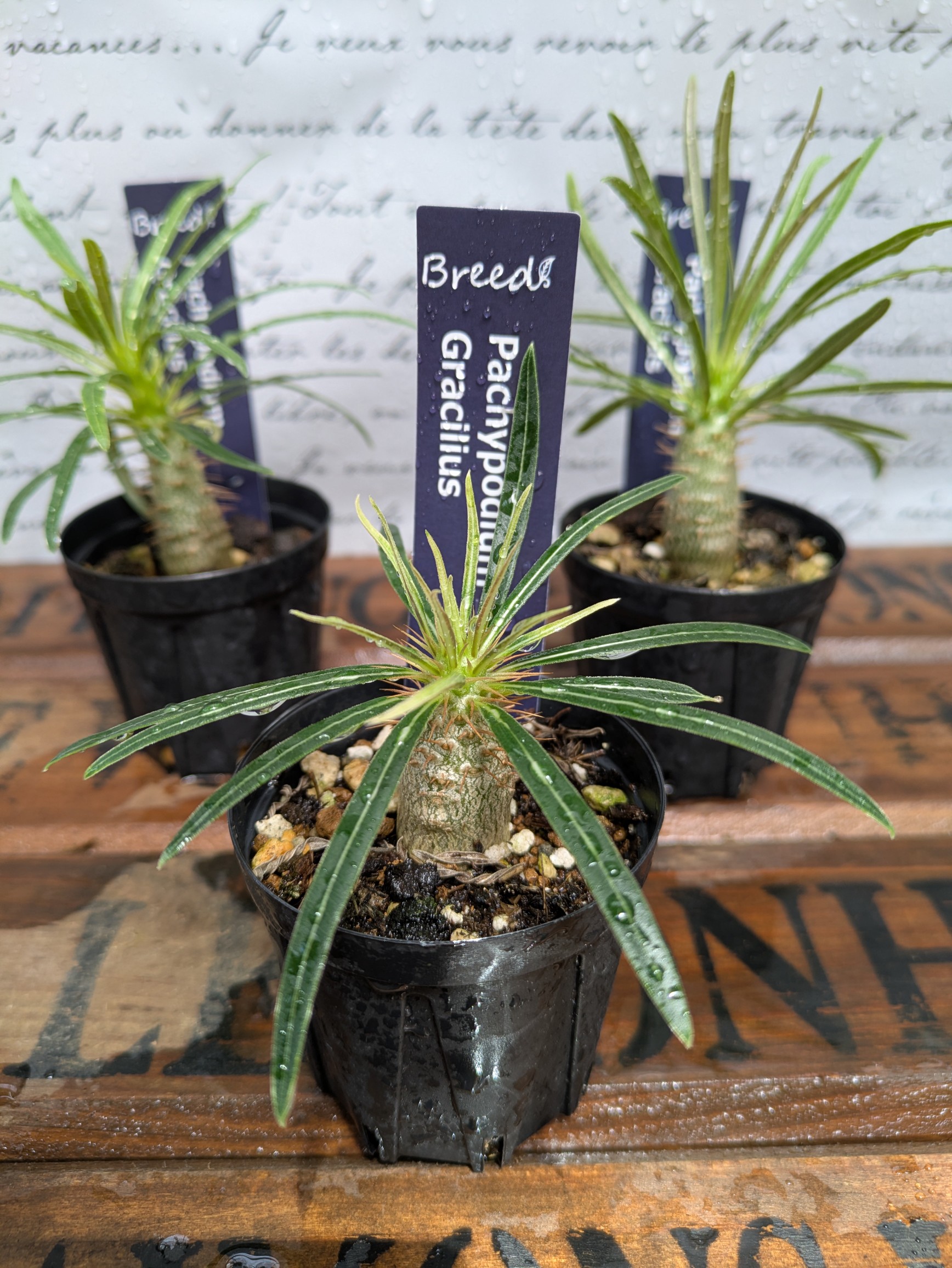 パキポディウム・グラキリス - Search / X