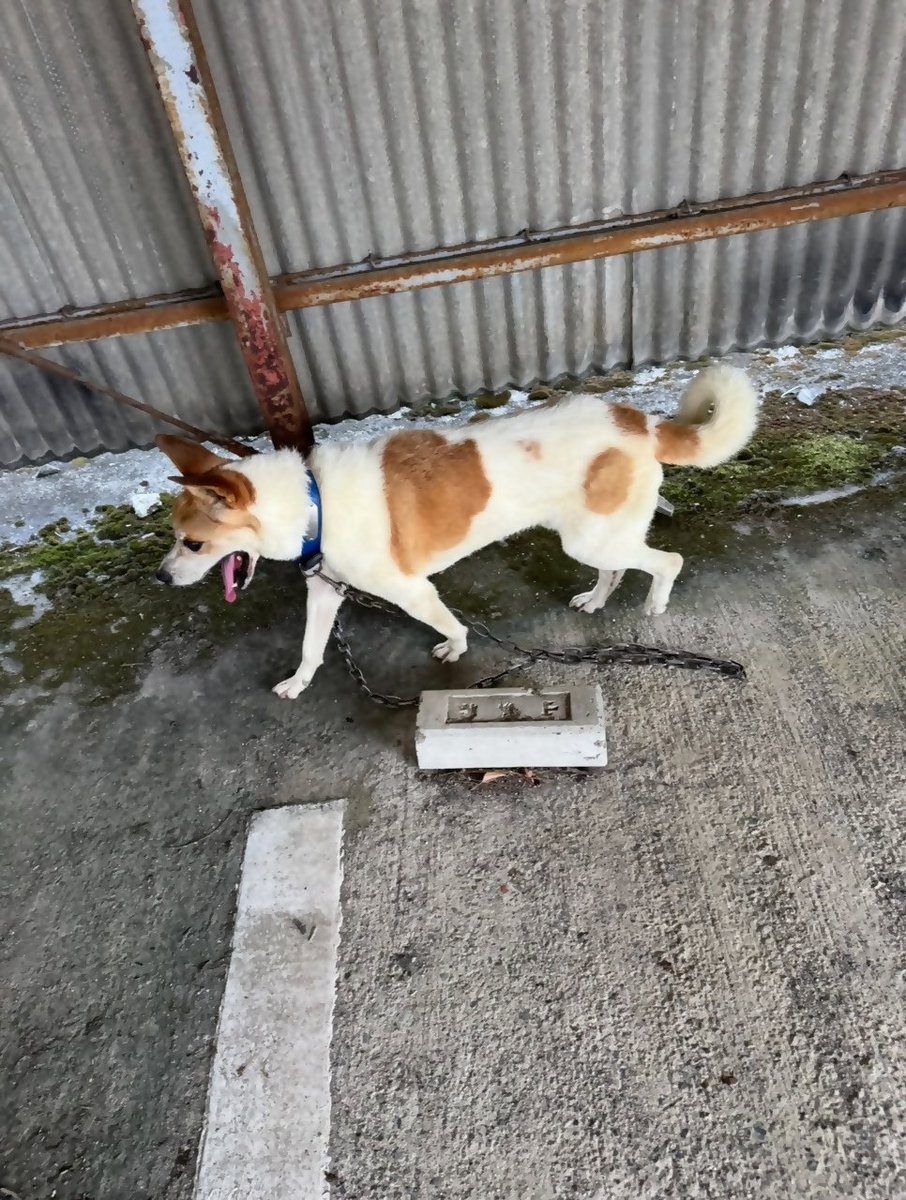 本日８時頃、山手公民館岡谷分館付近で迷子のワンちゃんを保護しました。飼い主さんいらっしゃいましたら私のDMへご連絡してください。暑さの中、ワンちゃん寂しがっています。
拡散ご協力お願いします!