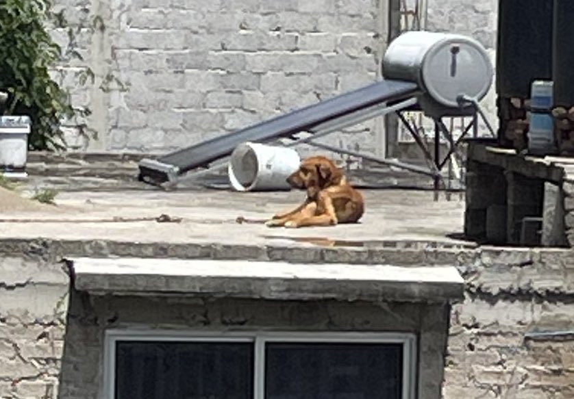 Nos llega otro reporte:

Parece que la gente compite para ver quién es el más miserable de sus colonias.

OTRO lomito en evidente estado de desnutrición viviendo día y noche en la azotea más fea, esas maderas viejas son su “casita” 

Sucede en Iztapalapa, Lomas de la Estancia.