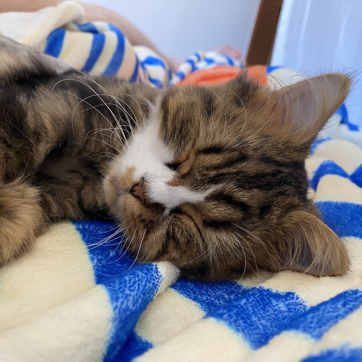 怒ってるうさぎなの🐰？