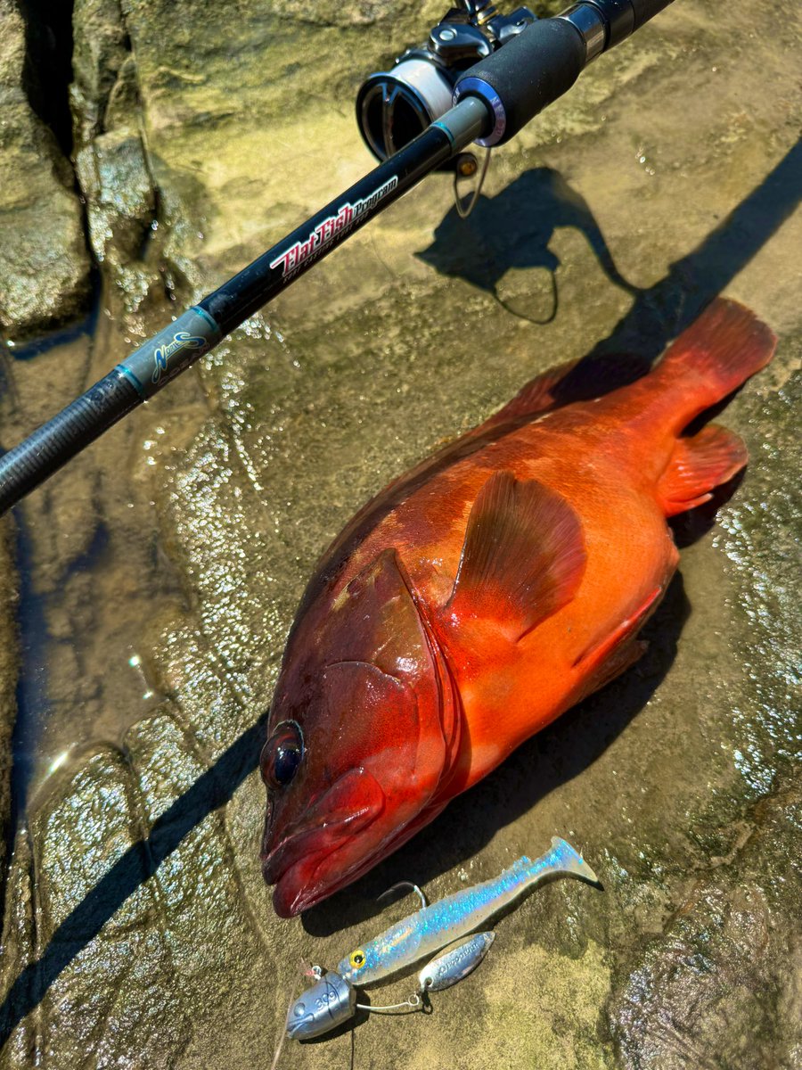 tatsuya0721y's tweet photo. 房総ショアアカハタ
スイミングの釣りにはブレードを
スイミングテンヤキラキラ&
ケルトで良型をコールアップ⤴️
#ECOGEAR
#スイミングテンヤキラキラ
#ケルト
#NORIESOCEAN
#FLATFISHPROGRAMMU
#シューティングサーフ96カスタム
#DUEL
#ArmoredーFーPlusーpro1号
#ピンクフロロ25lbs
#SWANS偏光 https://t.co/d1aAMqFmvU