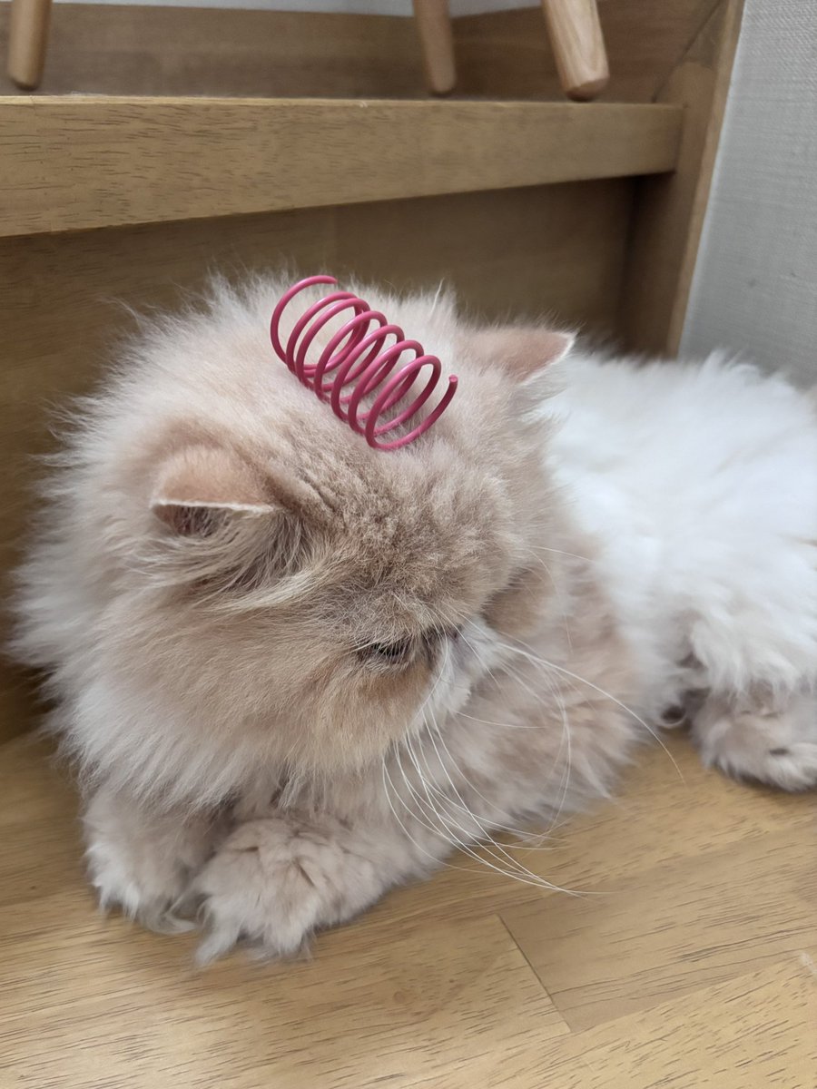 moukitten's tweet image. だいすきなクルクルのおもちゃ
乗ってるのに気付いてない😽