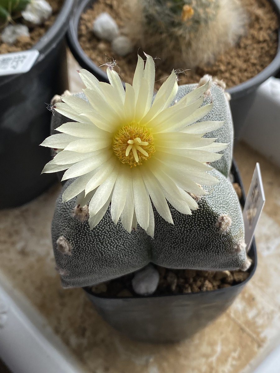 鸞鳳玉が開花しました🌼
アストロフィツムは多角形の姿が美しくて、サボテンの中で一番好きな品種です！