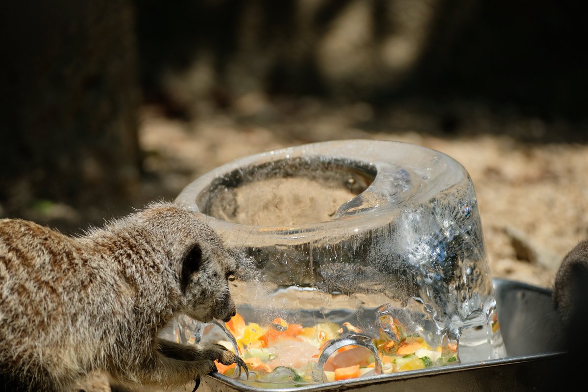 ときわ動物園（公式） on X