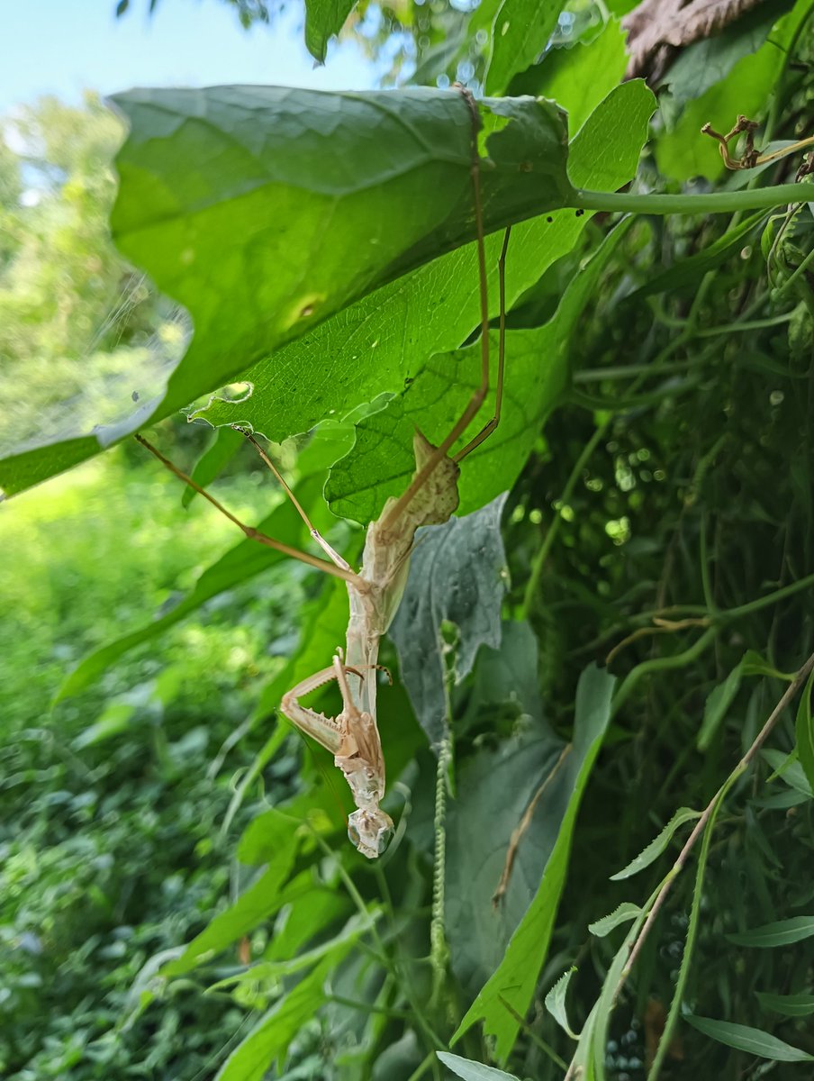 world_diyer's tweet photo. 帰省先の田舎で子供達と昆虫採集🪲
カマキリの抜け殻を見つけました。こんなに完全な形で残っているものは初めて見ました🫢

#夏休み #昆虫採集 #カマキリ https://t.co/b8RBShyqiu
