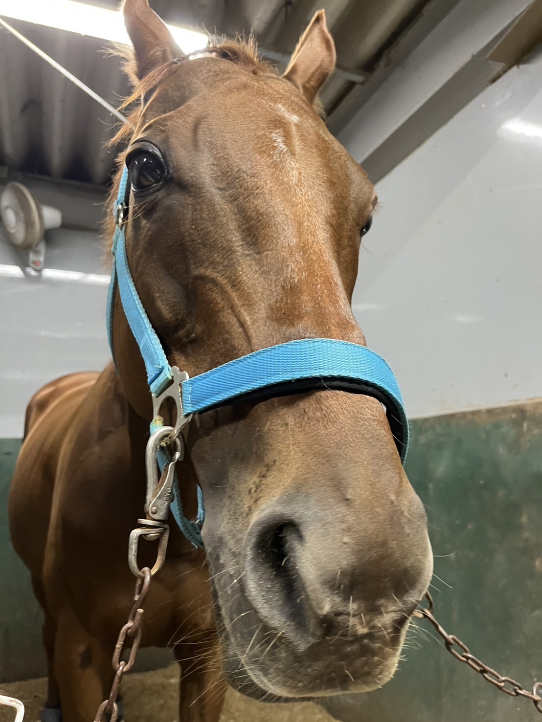 東京シティ競馬 (TCK) on X: 