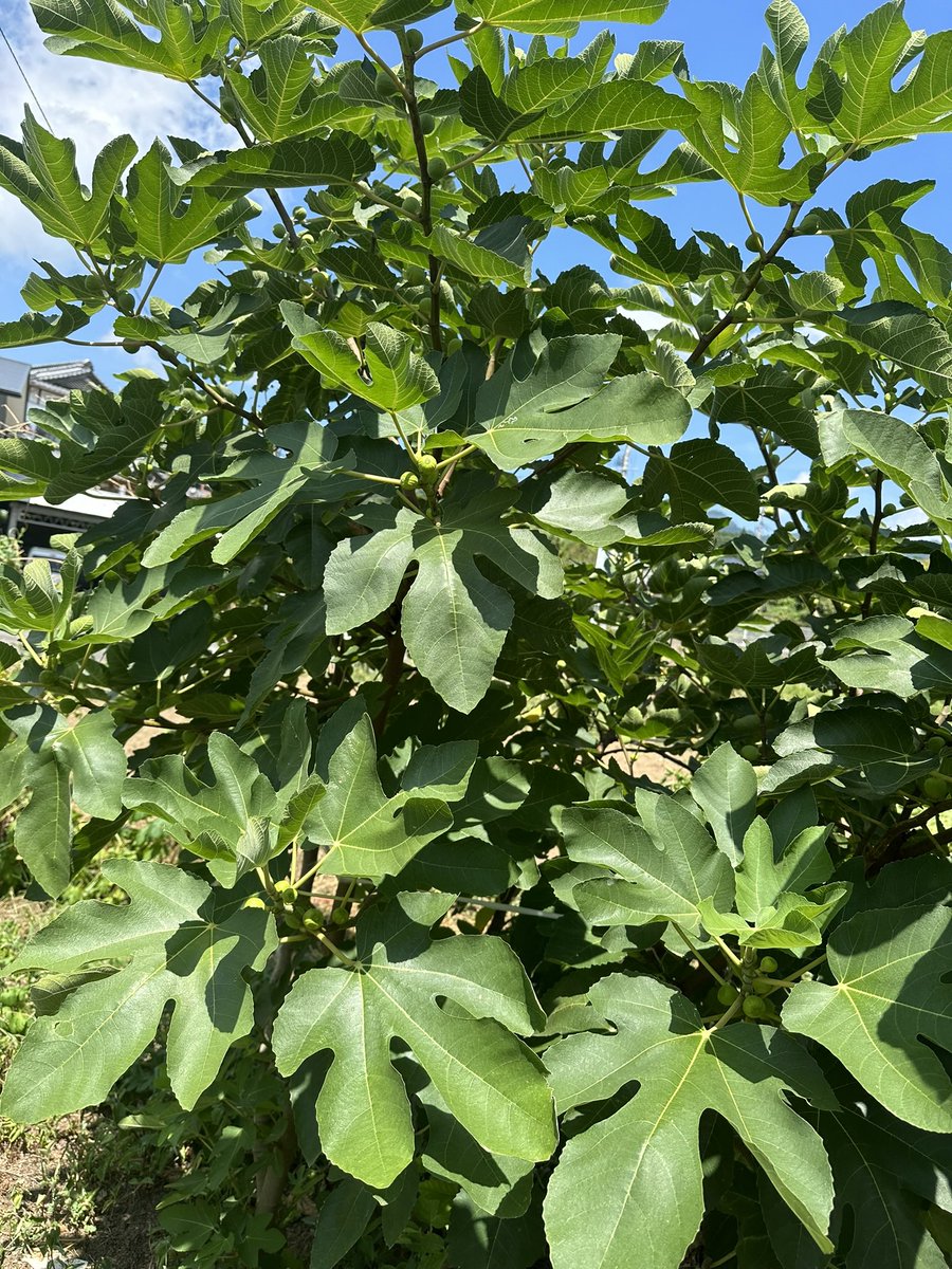 3年前に田舎のホームセンターで買った数十センチのイチジクがついに食べられる実を付けた…！
嬉しい…………………………！！
