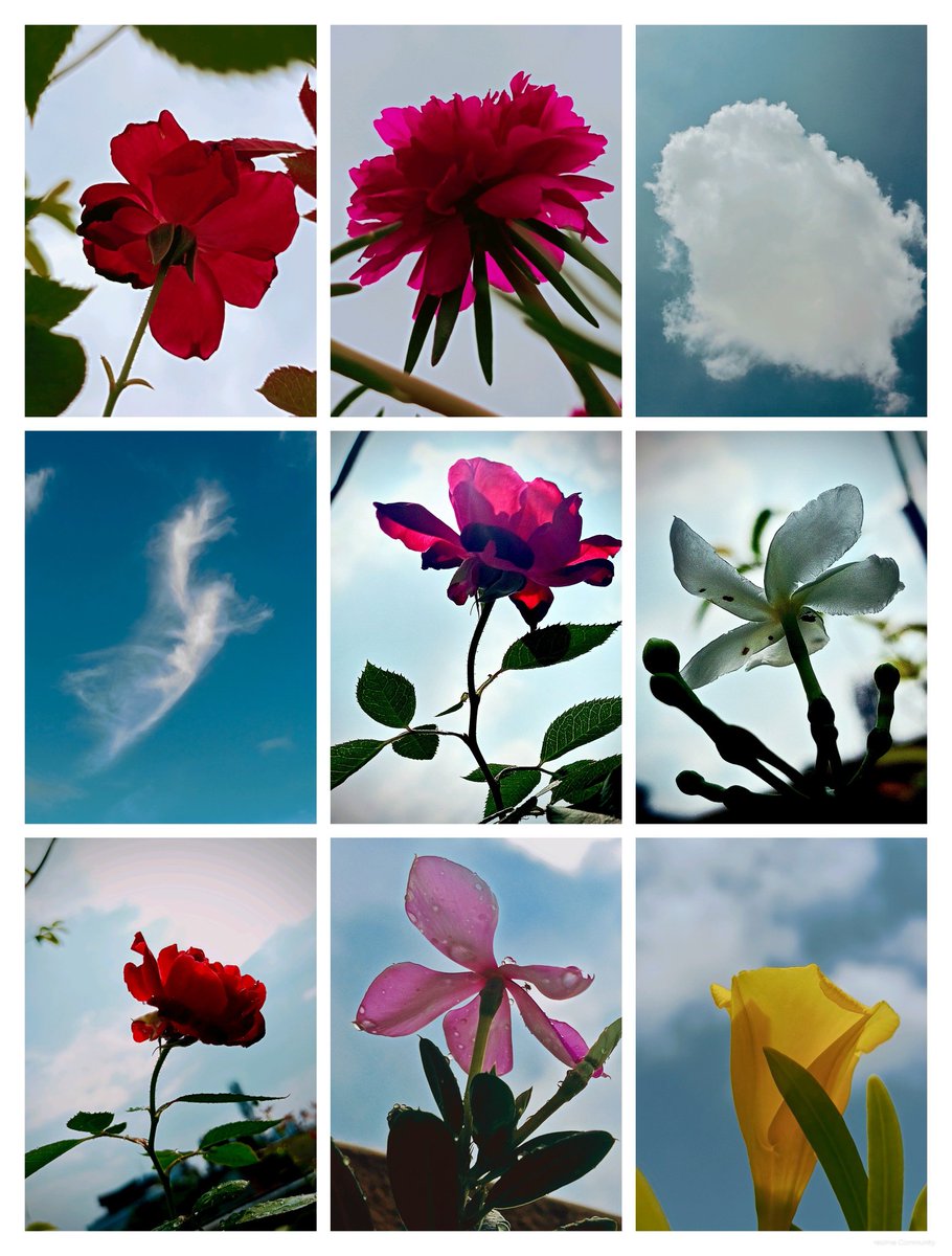 Puspendra36's tweet photo. Beautiful Flowers 🌺🌹 
#bb27 #IndependenceDay #paofc #CoolieReview #MeAndTheeSeriesQ7 #GOLD #MeAndTheeSeriesQ7 #lacasadealofoke #CartierxPPKrit #CoolieFDFS https://t.co/9Fa4VLvKvt