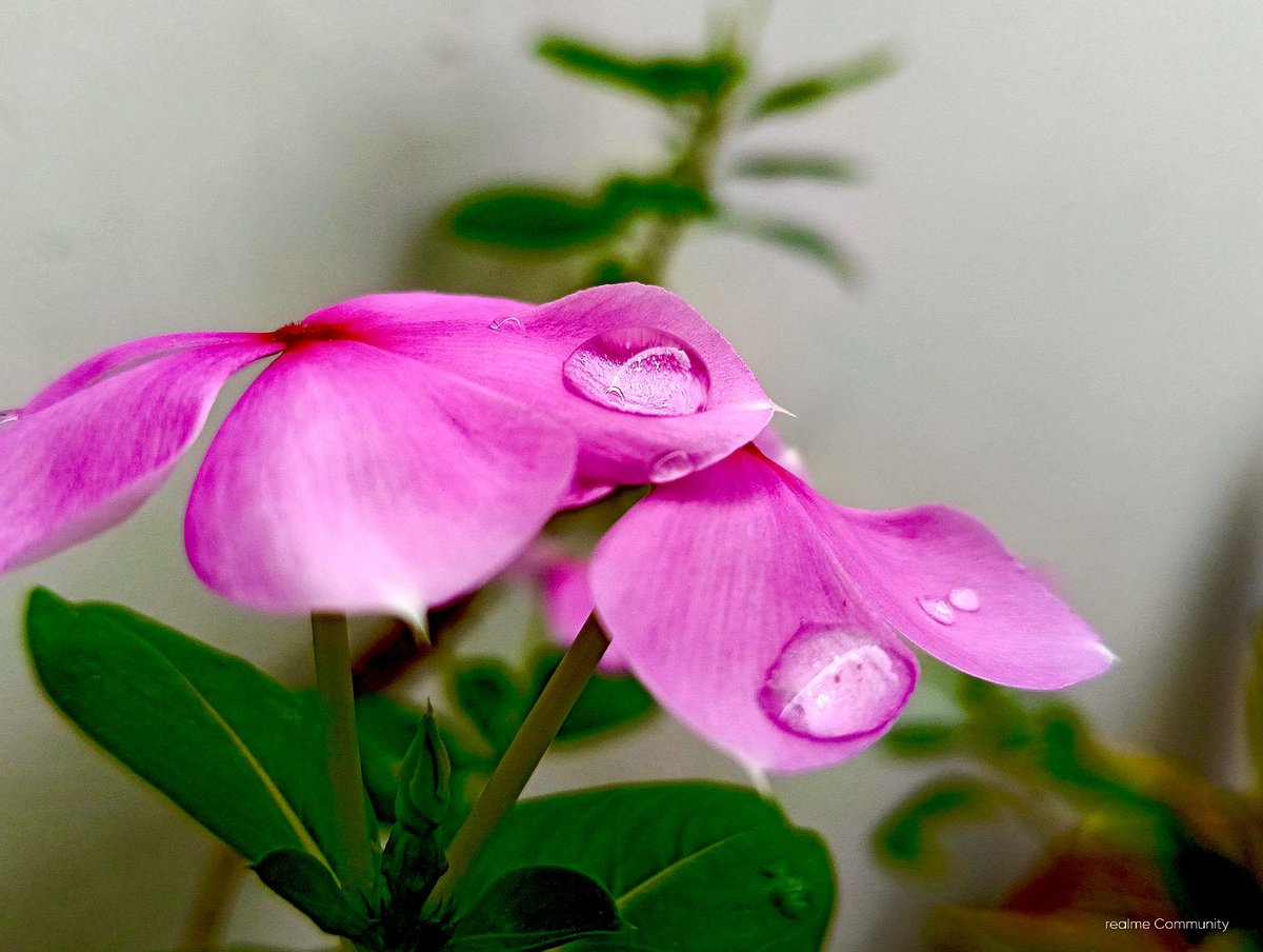 Puspendra36's tweet photo. Beautiful Flowers 🌺🌹 
#bb27 #IndependenceDay #paofc #CoolieReview #MeAndTheeSeriesQ7 #GOLD #MeAndTheeSeriesQ7 #lacasadealofoke #CartierxPPKrit #CoolieFDFS https://t.co/9Fa4VLvKvt