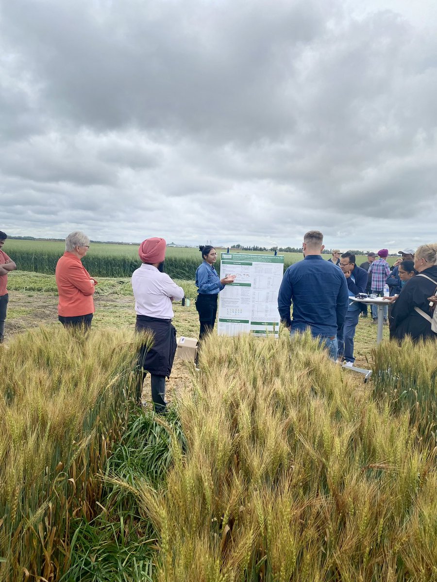 ScientiaKaur's tweet photo. Field Day at AAFC Lethbridge with Alberta Grains and RDAR.
Science in the field, for the field 🌾
#FieldDay #WheatBreeding @RDARAlberta @AlbertaGrains https://t.co/JZ44CVqwmF