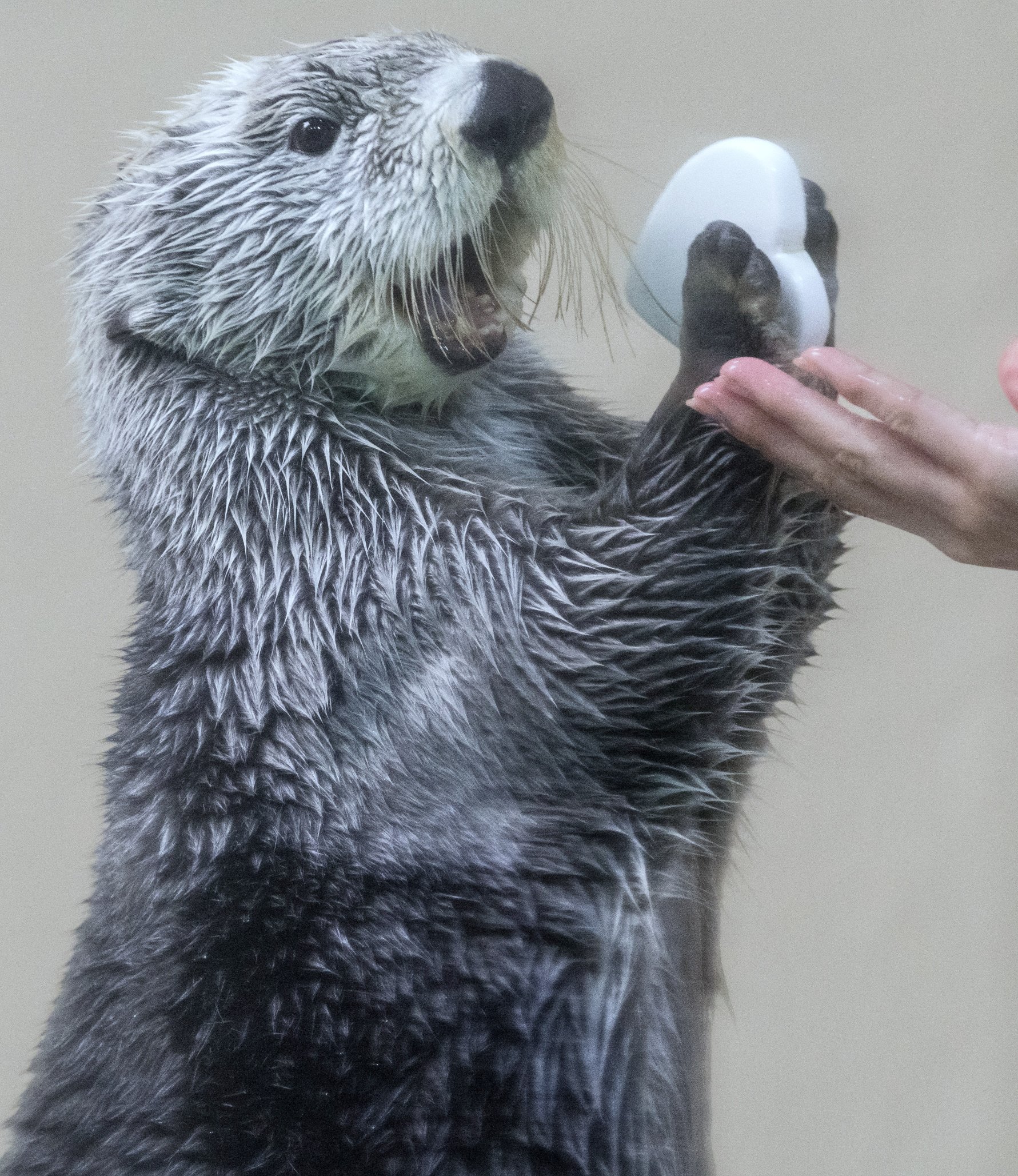 わんぱくラッコ げんきなコタロウ わんぱくラッコ げんきなコタロウ わんぱくラッコ げんきな