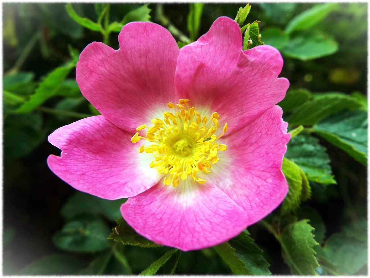 tonywiseman1976's tweet photo. #thelondonloop #londonloop #london #tonywisemanphotography #flower

08-06-16 - Jubilee Country Park to West Wickham Common https://t.co/PIMJC9FSfa
