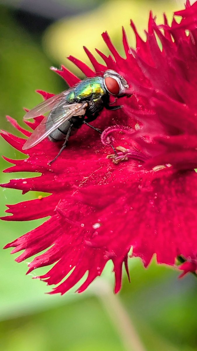 Nature. Taken with my mobile phone! #NaturePhotography #photography