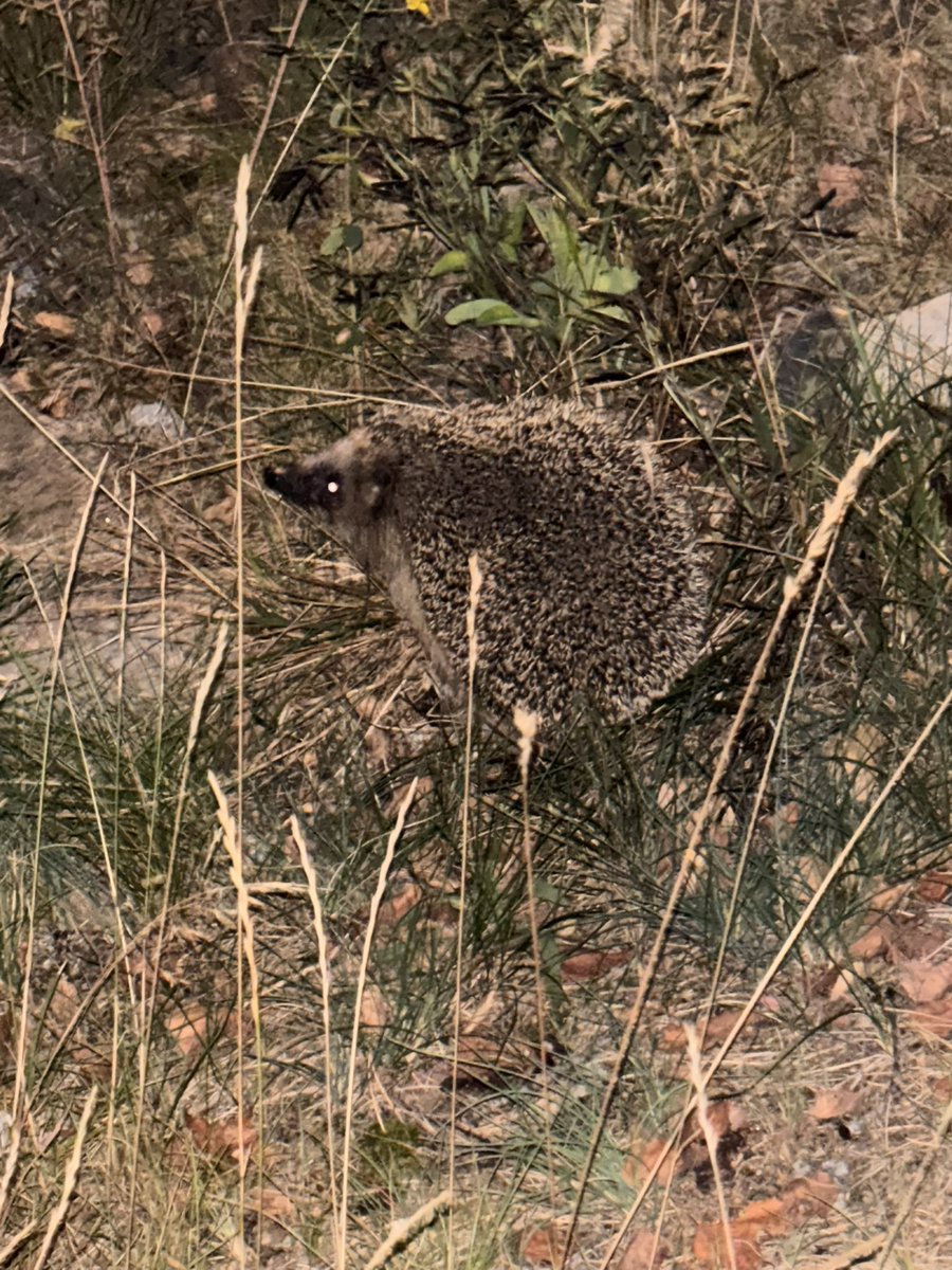 Vilken jävla vecka. Först vakna upp med besvikelsen från derbyt, frun med en ny propp, ytterligare ett tufft besked, jidder och avbrytande med hantverkare hemma och sedan detta jävla piss. Och det bara tills torsdag. 

Men hey, såg en igelkotte för första gången på typ 20(?) år.