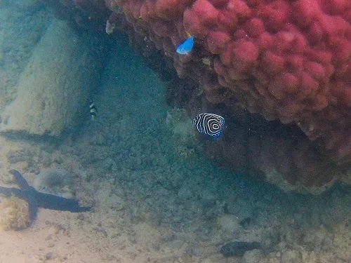 Some of the best #snorkeling in #Aitutaki is found in the channel that starts near the Boat Shed. Do you love snorkeling too? backpackandsnorkel.com/Aitutaki-Beach…