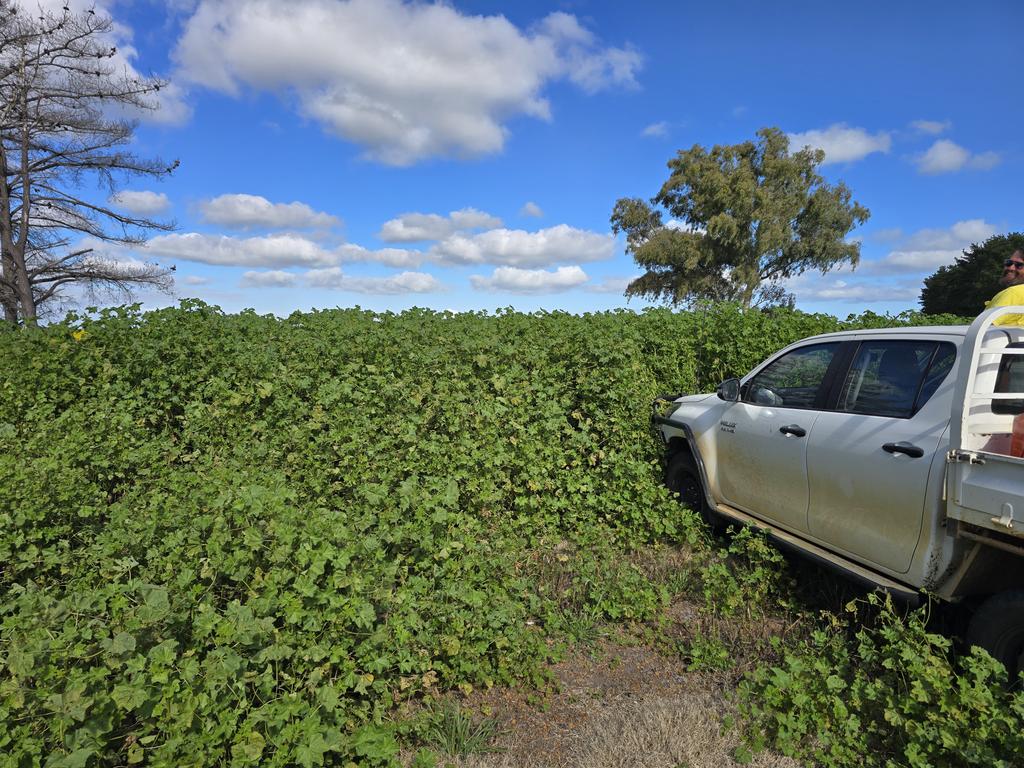 Rate my mallow #shitfarmeraward