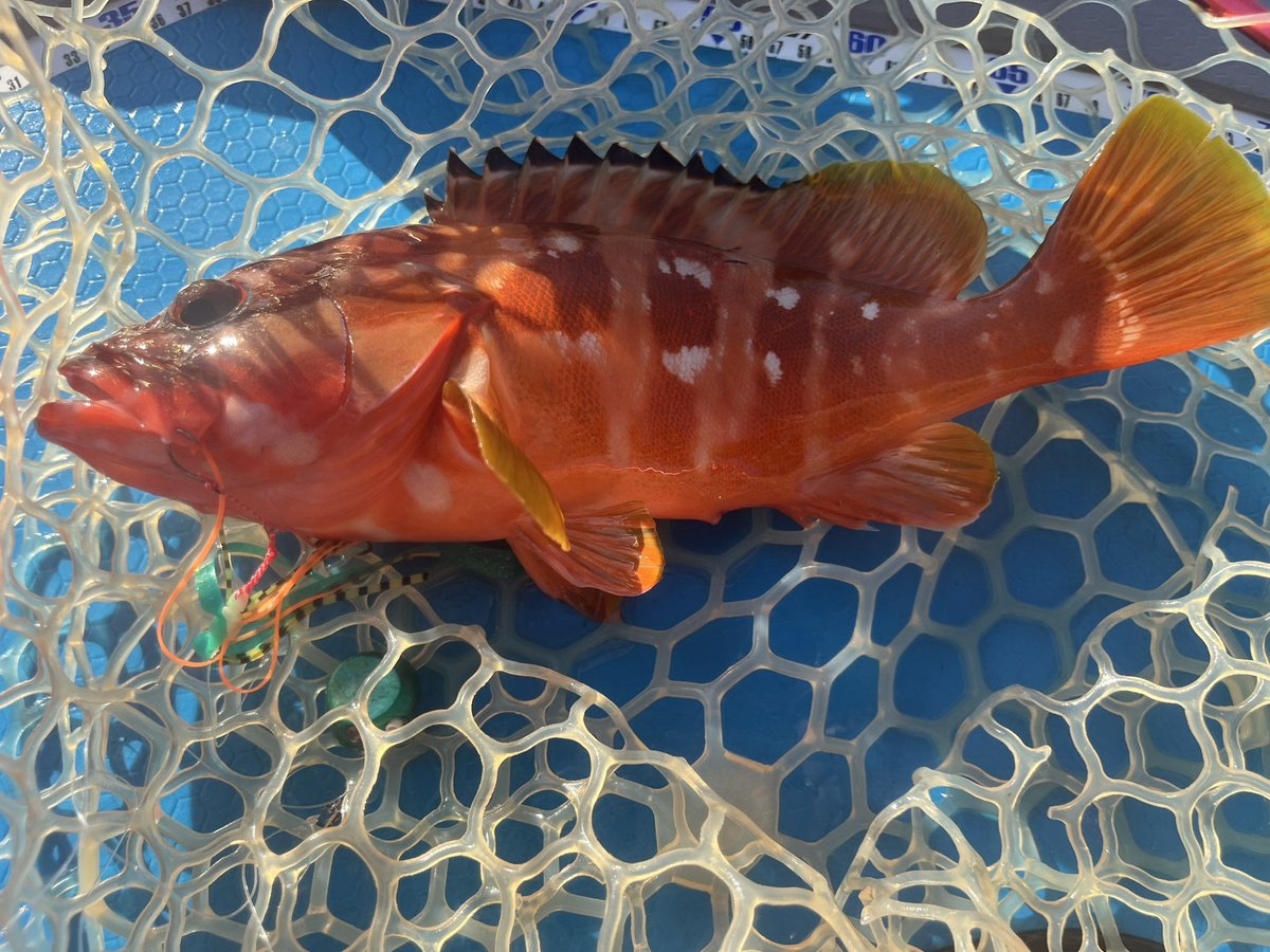 fisherman1209's tweet photo. 南房SUPフィッシング2日目
少し北上して内房のちょい深場で
初のタイラバに挑戦！
アカハタ① 初魚種
オオモンハタ①
カサゴ④くらい、小さいのはリリース
タイラバでタイ狙いでしたが、初魚種のアカハタは嬉しい1匹…
#supfishing 
#sic
#南房 
#内房 https://t.co/66BSHPwP5k