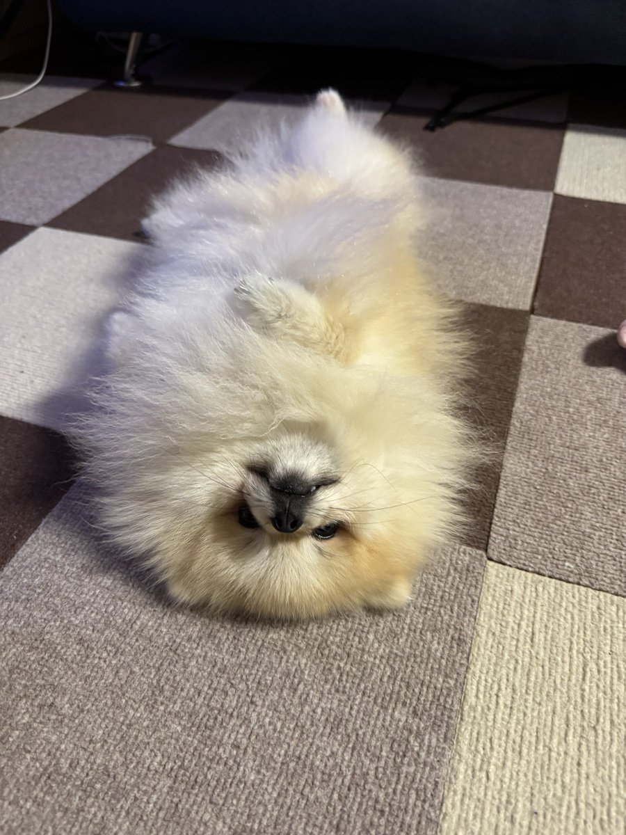 かんのギャラリー (@kansmemory) on Twitter photo 