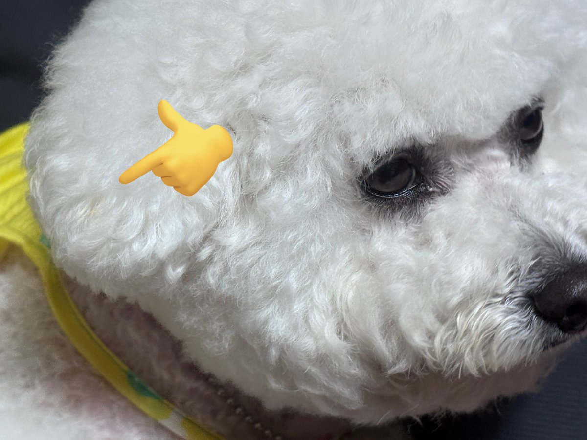 𝗠𝗢 tweet media