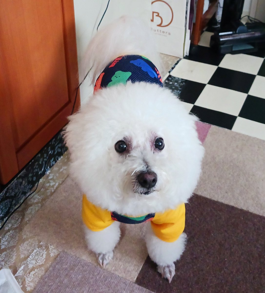 3Erumo3's tweet photo. #erumo #bichonfrise https://t.co/JeXZg01ZoH