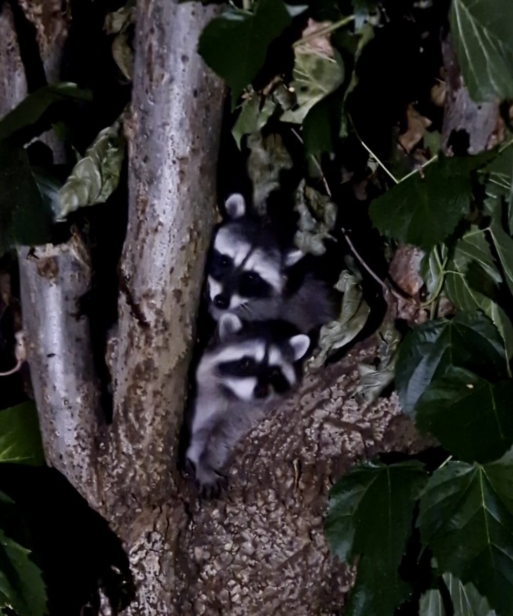 Xime_96's tweet photo. Acabo de llegar a Vancouver y ya me recibió una familia de mapaches 🦝🥰 https://t.co/bmDOCY5gdR
