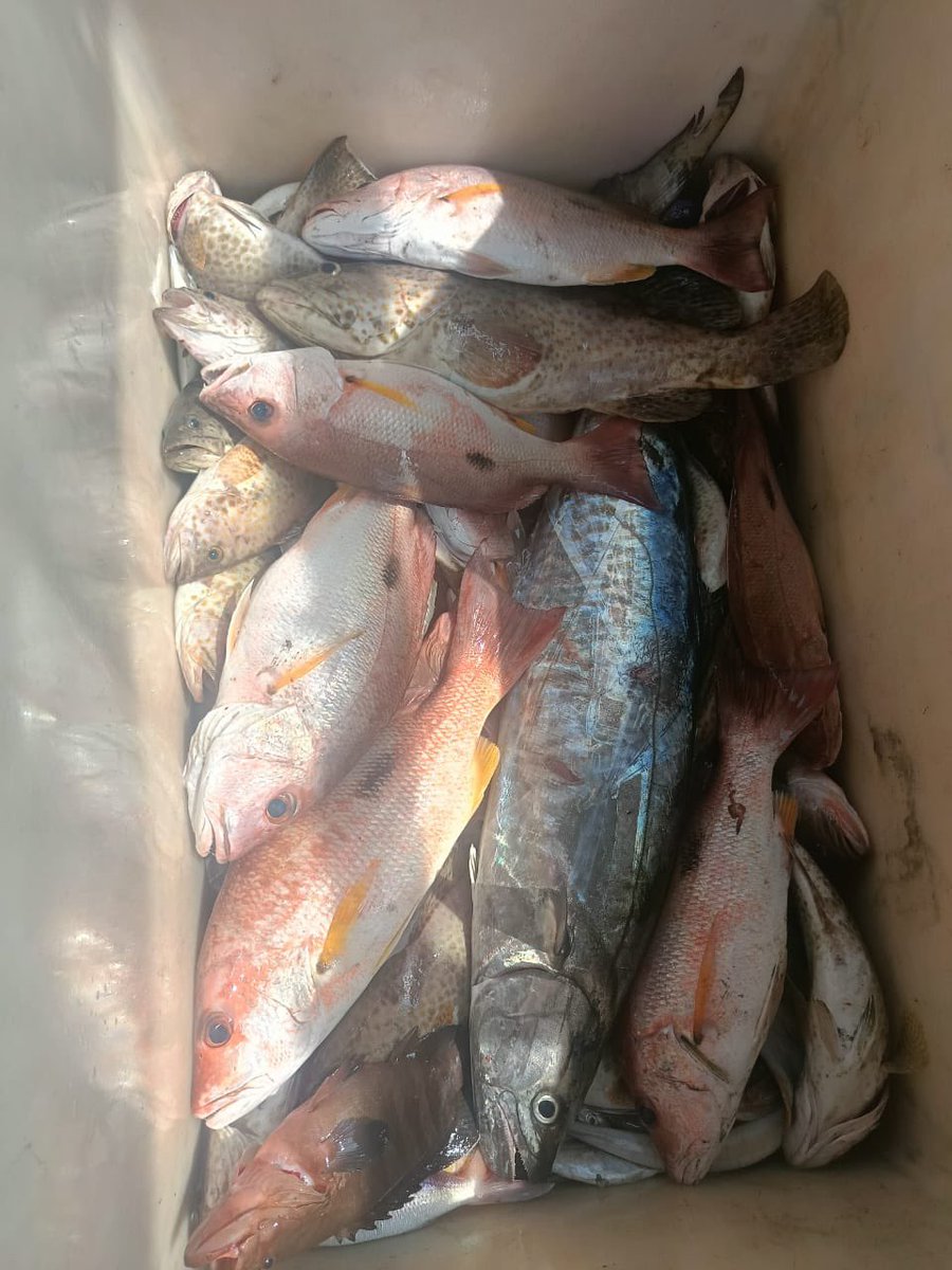 Sotong sikit, ikan sikit, barulah seimbang.