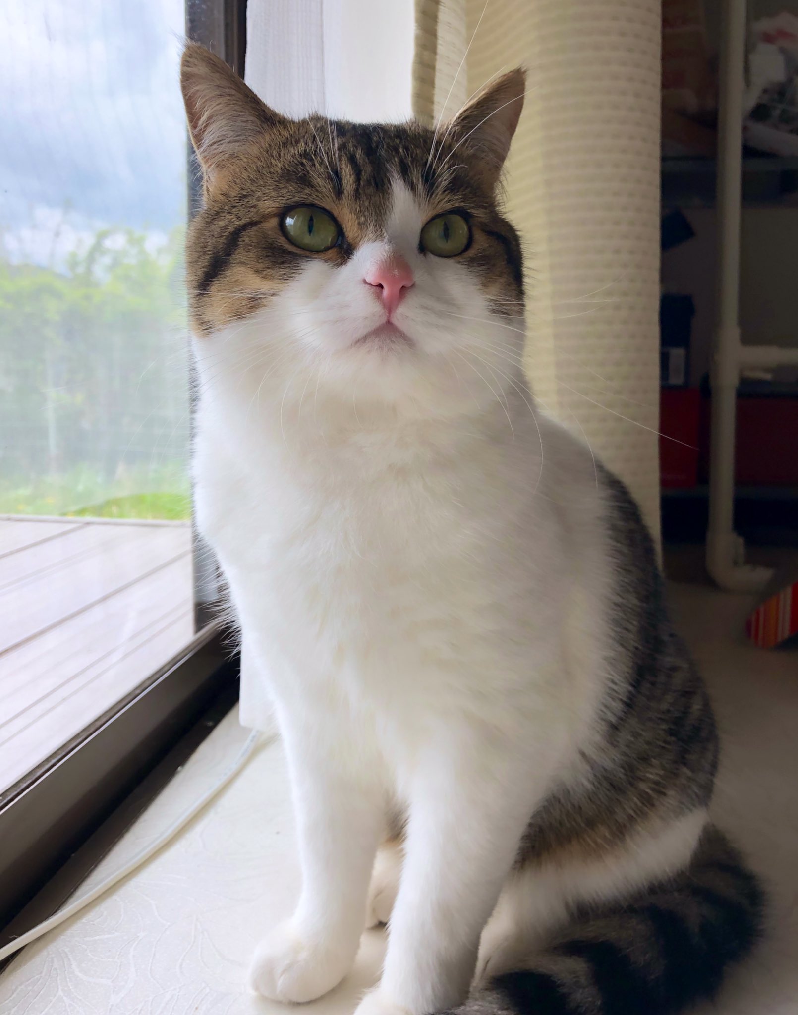 ニコちゃんとこたろう先生とトロとわさび姐さん