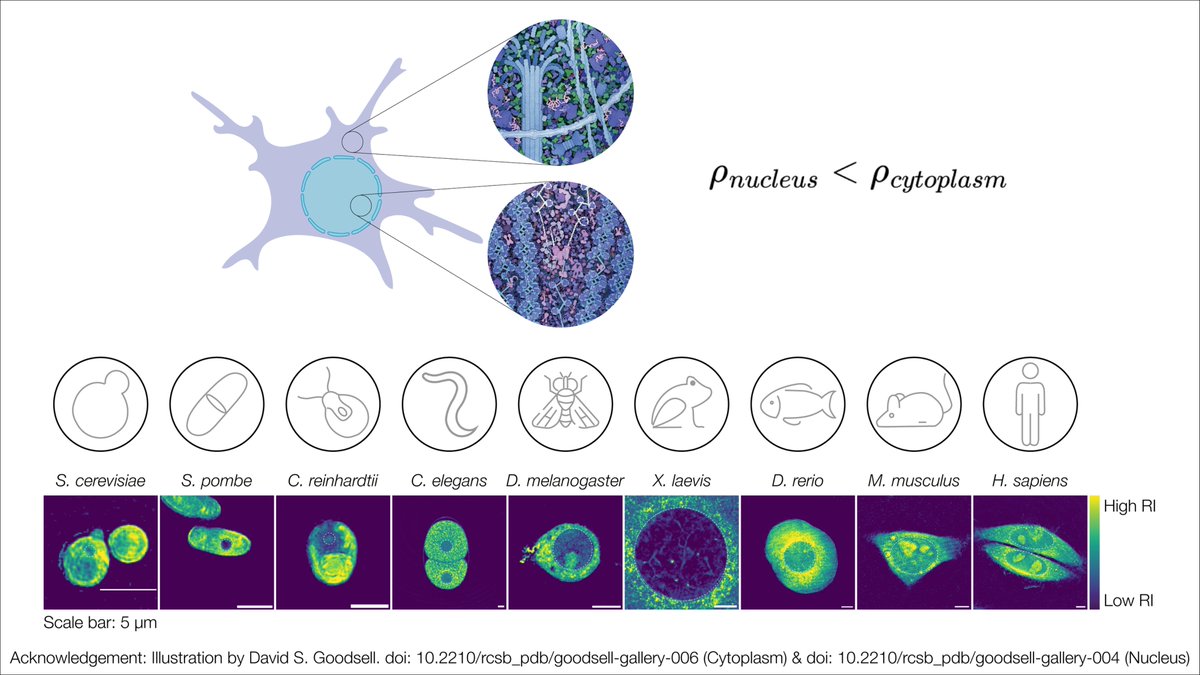 Simone Reber (@simonereber) on Twitter photo FINALLY! This was challenging to publish but we believe it is an important discovery: rdcu.be/eATDa
💫Thanks to the amazing team 💫 <a href="/bis_was_here/">Abin Biswas</a> <a href="/Omar136661/">Omar Muñoz</a> <a href="/KyoohyunK/">Kyoohyun Kim</a> Carsten Hoege Benjamin Lorton <a href="/RainerNikolay/">Rainer Nikolay</a> <a href="/MatthewKraushar/">Matthew L. Kraushar</a>
<a href="/DShechter/">David Shechter</a> <a href="/GuckLab/">GuckLab 🇺🇦</a> <a href="/VasilyZaburdaev/">Vasily Zaburdaev 🇺🇦</a> FINALLY! This was challenging to publish but we believe it is an important discovery: rdcu.be/eATDa
💫Thanks to the amazing team 💫 <a href="/bis_was_here/">Abin Biswas</a> <a href="/Omar136661/">Omar Muñoz</a> <a href="/KyoohyunK/">Kyoohyun Kim</a> Carsten Hoege Benjamin Lorton <a href="/RainerNikolay/">Rainer Nikolay</a> <a href="/MatthewKraushar/">Matthew L. Kraushar</a>
<a href="/DShechter/">David Shechter</a> <a href="/GuckLab/">GuckLab 🇺🇦</a> <a href="/VasilyZaburdaev/">Vasily Zaburdaev 🇺🇦</a>