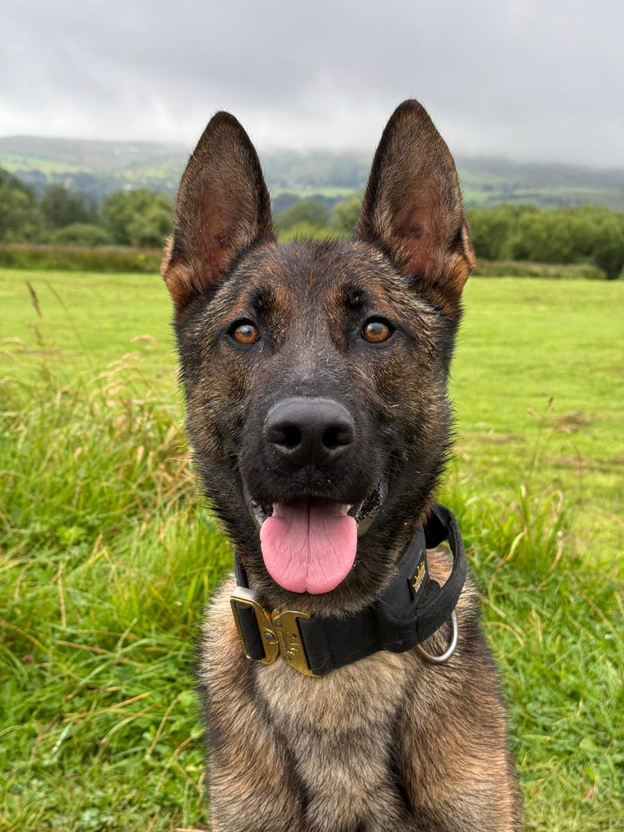 PD Rocky was a busy XD last night.
Team Rocky went to two separate business breaks.
On attendance PD Rocky has located a suspect hiding at both of the breaks.
Excellent result for the team on their 1st set of independent shifts 🐾🐾🐾