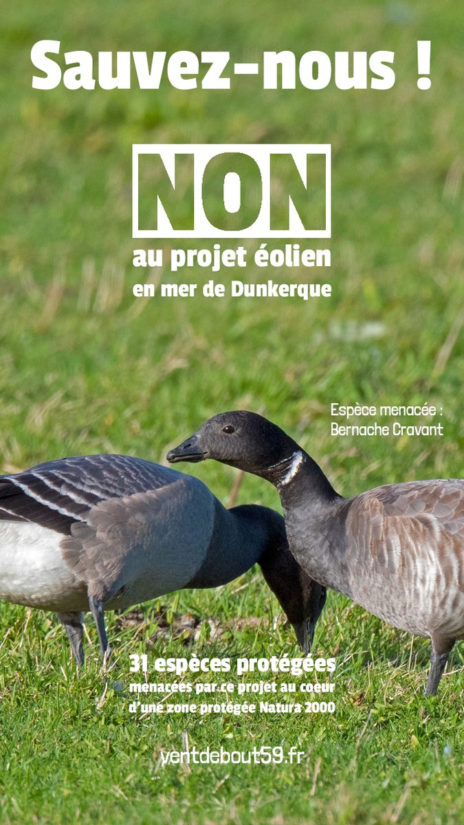 🐧 Savez-vous que les promoteurs du projet éolien en mer de #Dunkerque ont eu l'autorisation de détruire l'espèce protégée Bernache Cravant dans la zone protégée #Natura2000 ?

ventdebout59.fr/accord-du-pref…