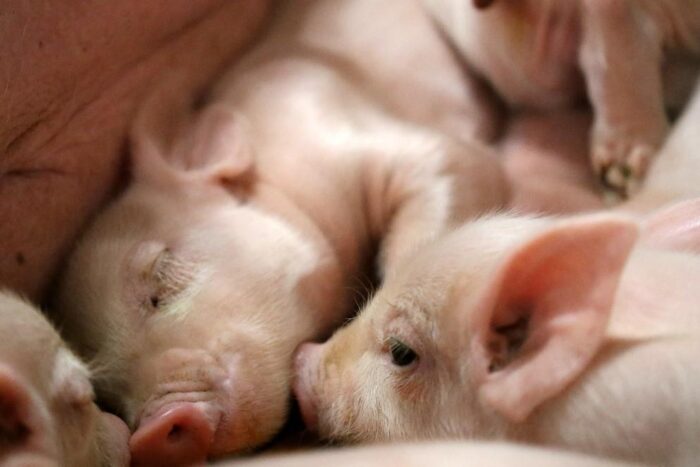 Teagasc (@teagasc) on Twitter photo PRRS can be a costly disease on pig farms, <a href="/TeagascPig/">TeagascPig</a> and <a href="/animalhealthire/">Animal Health IRL</a> update us on the PRRS Control Programme in the Republic of Ireland: bit.ly/4lnnfAV PRRS can be a costly disease on pig farms, <a href="/TeagascPig/">TeagascPig</a> and <a href="/animalhealthire/">Animal Health IRL</a> update us on the PRRS Control Programme in the Republic of Ireland: bit.ly/4lnnfAV