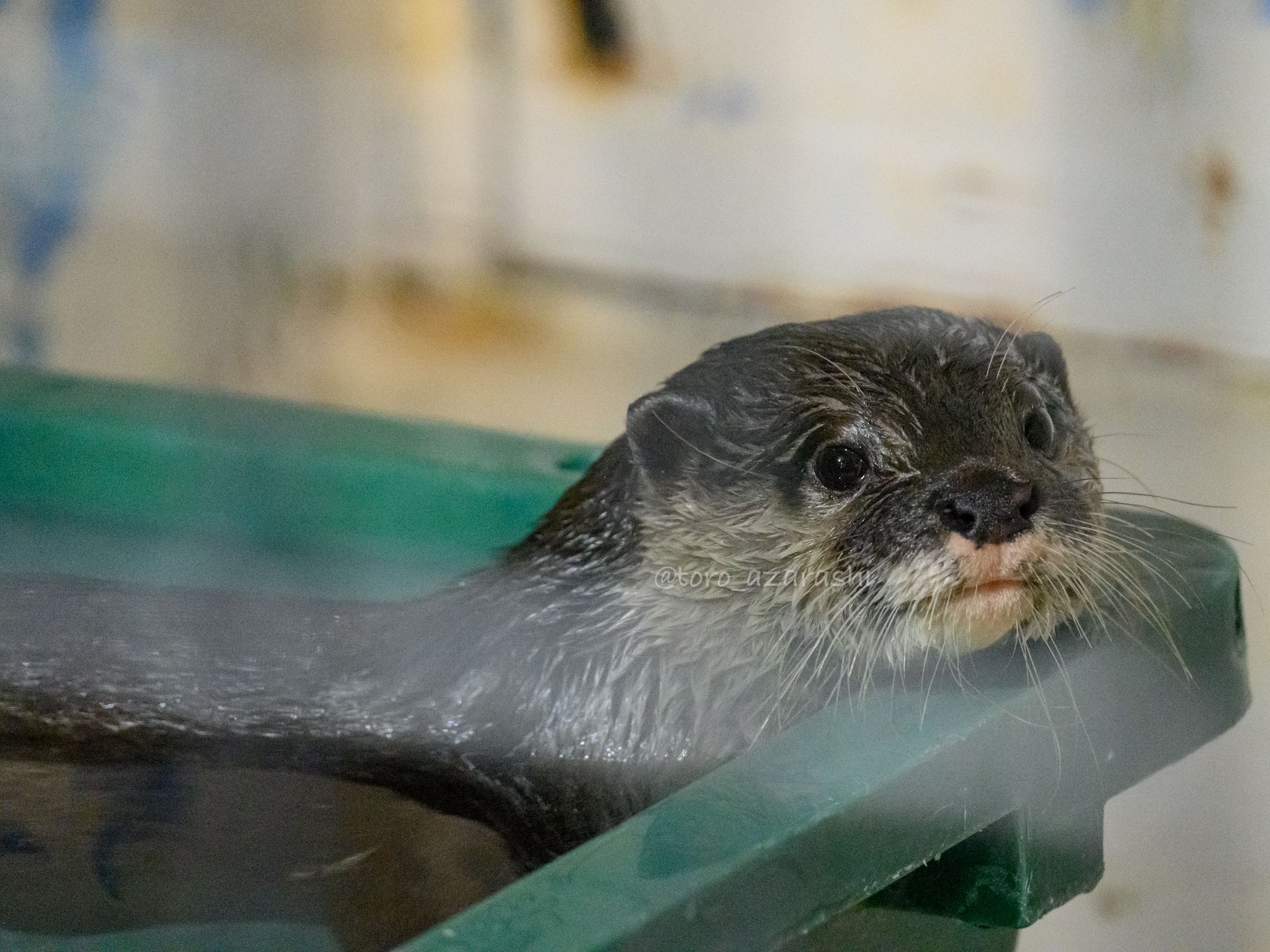 コツメカワウソ コツメカワウソ。 いつも忙しないコツメカワウソ😅 📷️2025.5