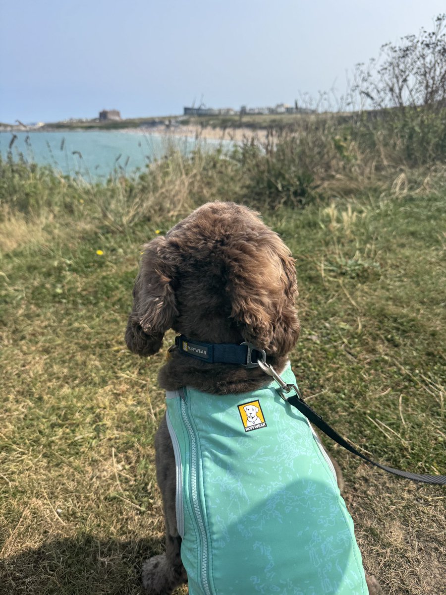 Hey Bob, the hoos have me suitably attired for this lovely weather down at the beach. A Rolo always has to be dressed for the occasion! Thanks for the cool-coat from your shoppe! <a href="/bemorebob2/">BeMoreBob</a>