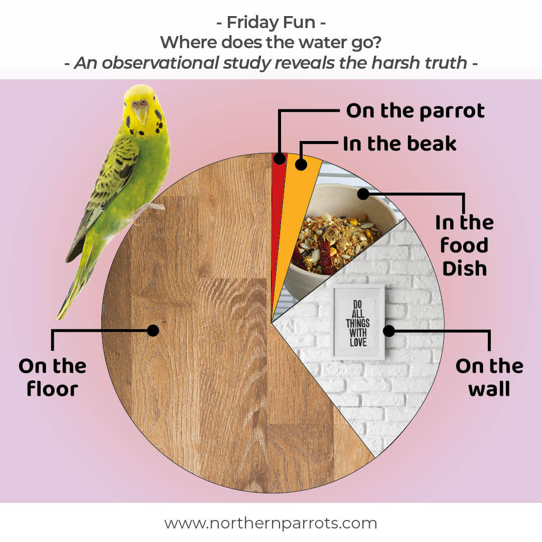 NorthernParrots's tweet image. Do you think our observation is true? #fridayfun #waterfun #explore