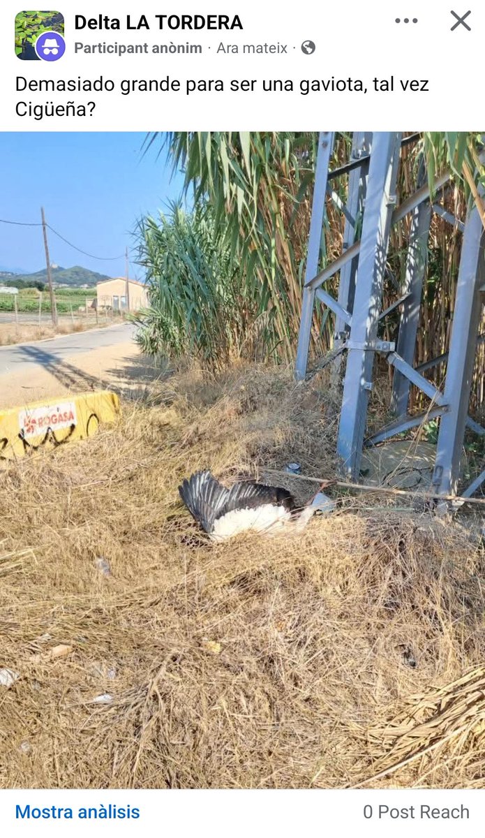 Javier Romera (@xavierromerac) on Twitter photo Cigonya blanca electrocutada al pla de grau, delta de la Tordera (Malgrat de Mar).
Font: facebook.com/share/p/16t33h… Cigonya blanca electrocutada al pla de grau, delta de la Tordera (Malgrat de Mar).
Font: facebook.com/share/p/16t33h…