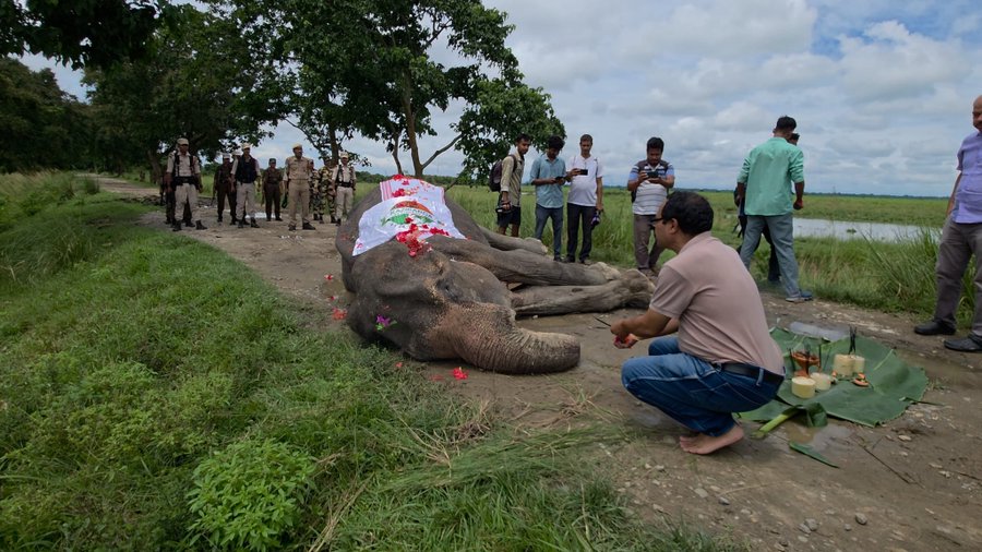 🐘💔काझीरंगा ने आपल्या लाडक्या मोहनमालाला निरोप दिला, वृद्धापकाळाने तिचे निधन झाले.  🌿🕊️