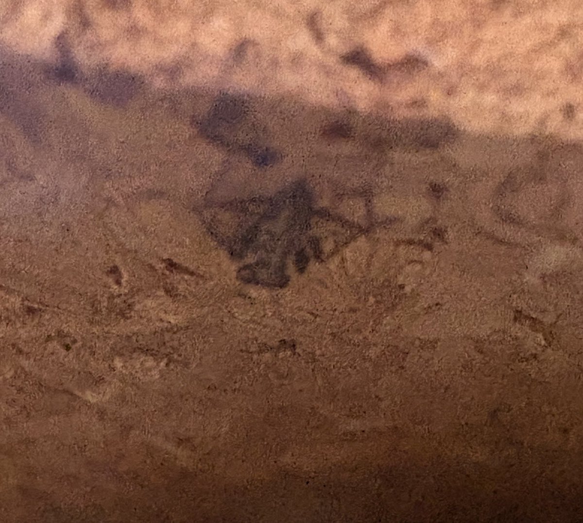 ケンランカマキリ

沢山産まれてました。