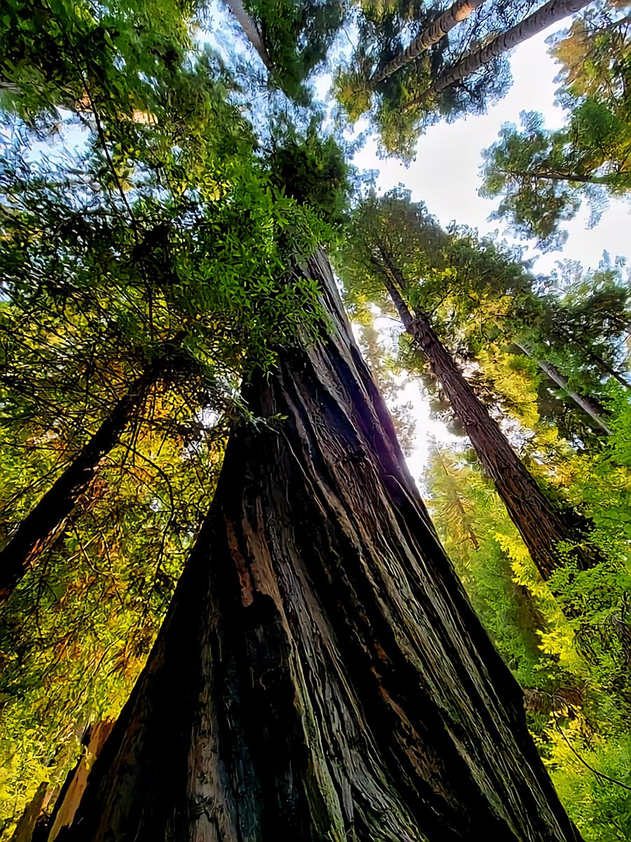 todays redwoods appreciation