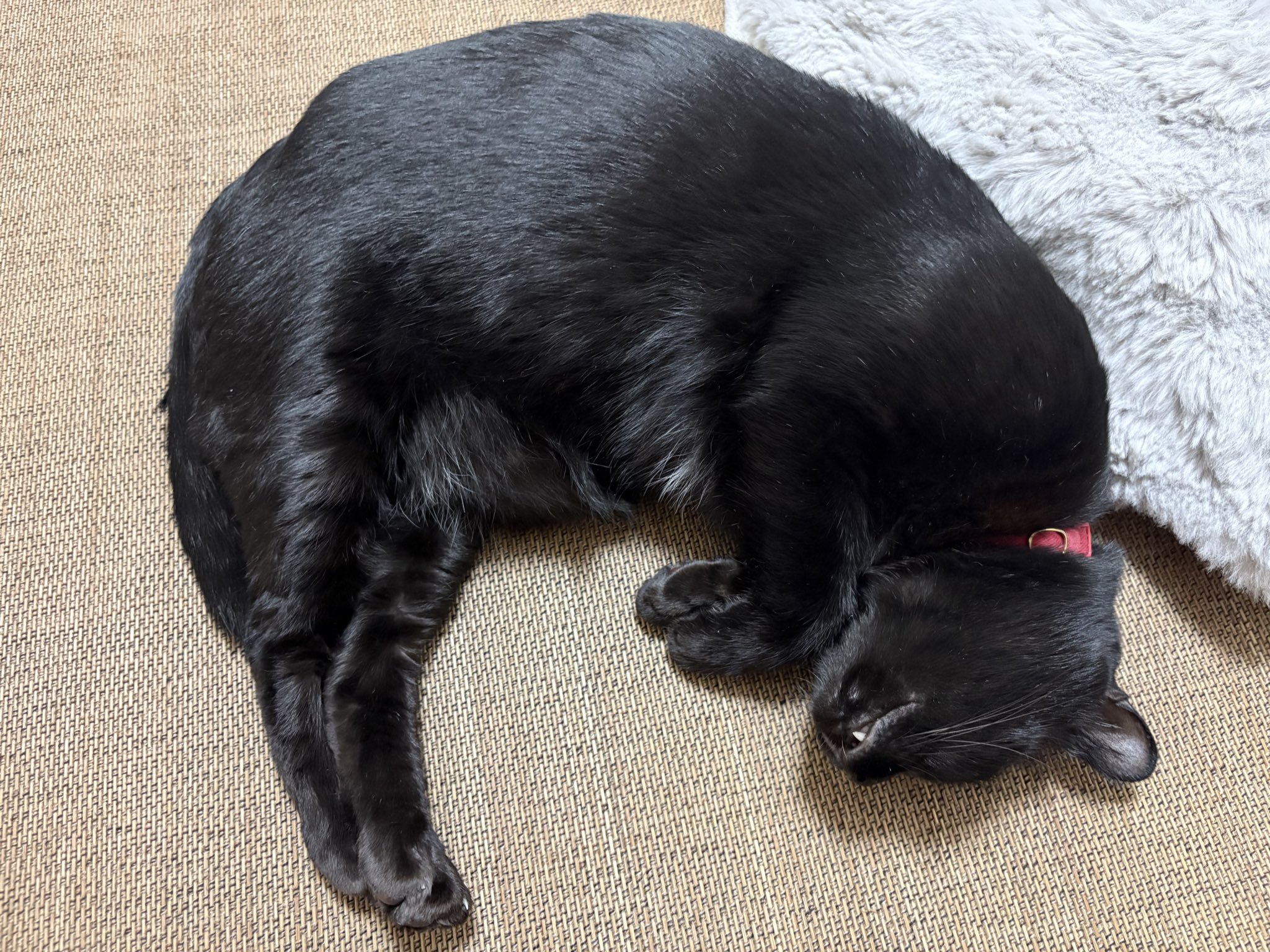 じじねこ様  4200-10000 61w-wY+yftL._UF350,350_QL80_.jpg