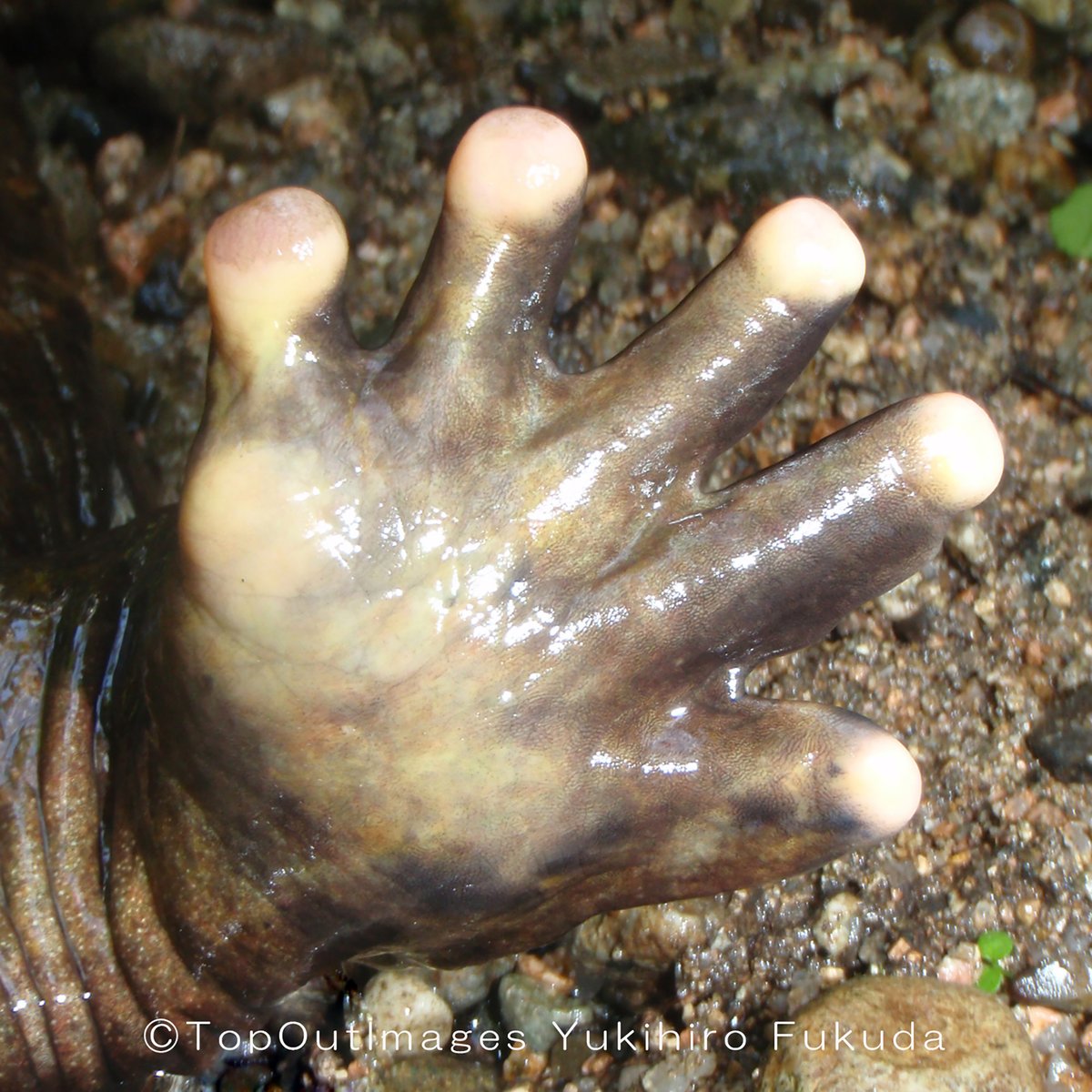 NPO法人日本ハンザキ研究所【公式】 (@NPO_hanzaki_H20) / Posts / X