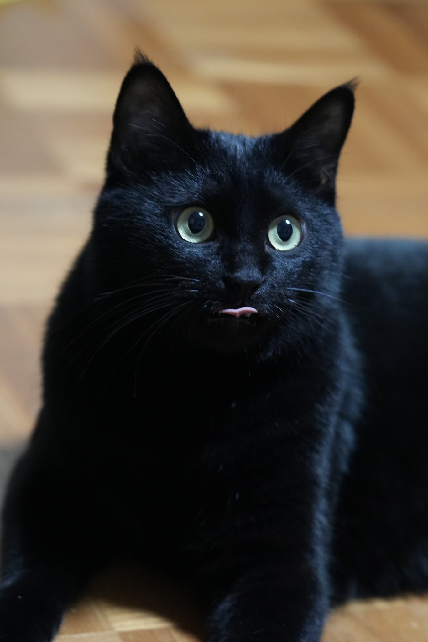 黒ねこです。 お魚を追いかける目👀 #黒猫つくねちゃん #Tsukune_chan #猫 #黒