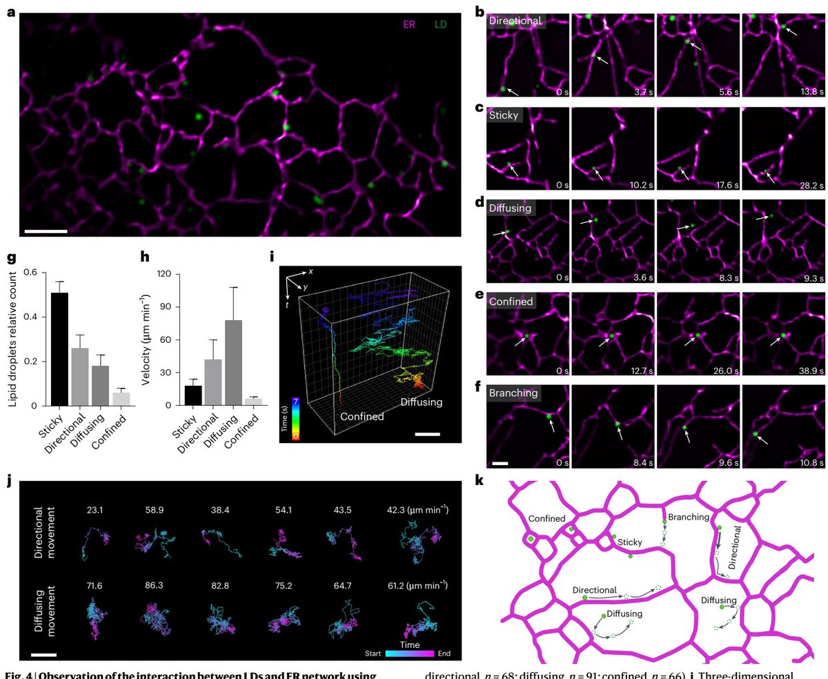 Peng Xi (@xipeng1) on Twitter photo 🔬 Meet 3I-SIM!
Instead of stripe pattern, we use 3-beam to generate 2D hex pattern for simultaneous 2D SIM modulation, with >100,000 time-points, 13 h neuronal growth-cone movies, ER–lipid-droplet “track-switches” & millisecond tango.
doi.org/10.1038/s41566… <a href="/NaturePhotonics/">Nature Photonics</a> 🔬 Meet 3I-SIM!
Instead of stripe pattern, we use 3-beam to generate 2D hex pattern for simultaneous 2D SIM modulation, with >100,000 time-points, 13 h neuronal growth-cone movies, ER–lipid-droplet “track-switches” & millisecond tango.
doi.org/10.1038/s41566… <a href="/NaturePhotonics/">Nature Photonics</a>