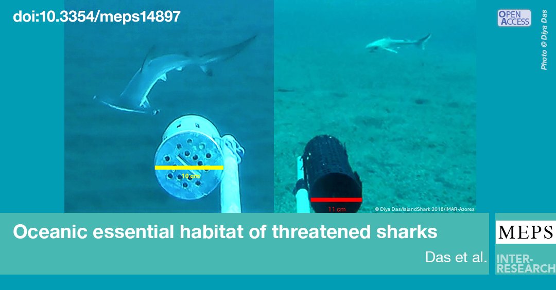 Essential habitats in the middle of the ocean! Nursery areas of threatened tope and smooth hammerhead sharks in the mid-Atlantic Azores archipelago.
bit.ly/meps_766_73