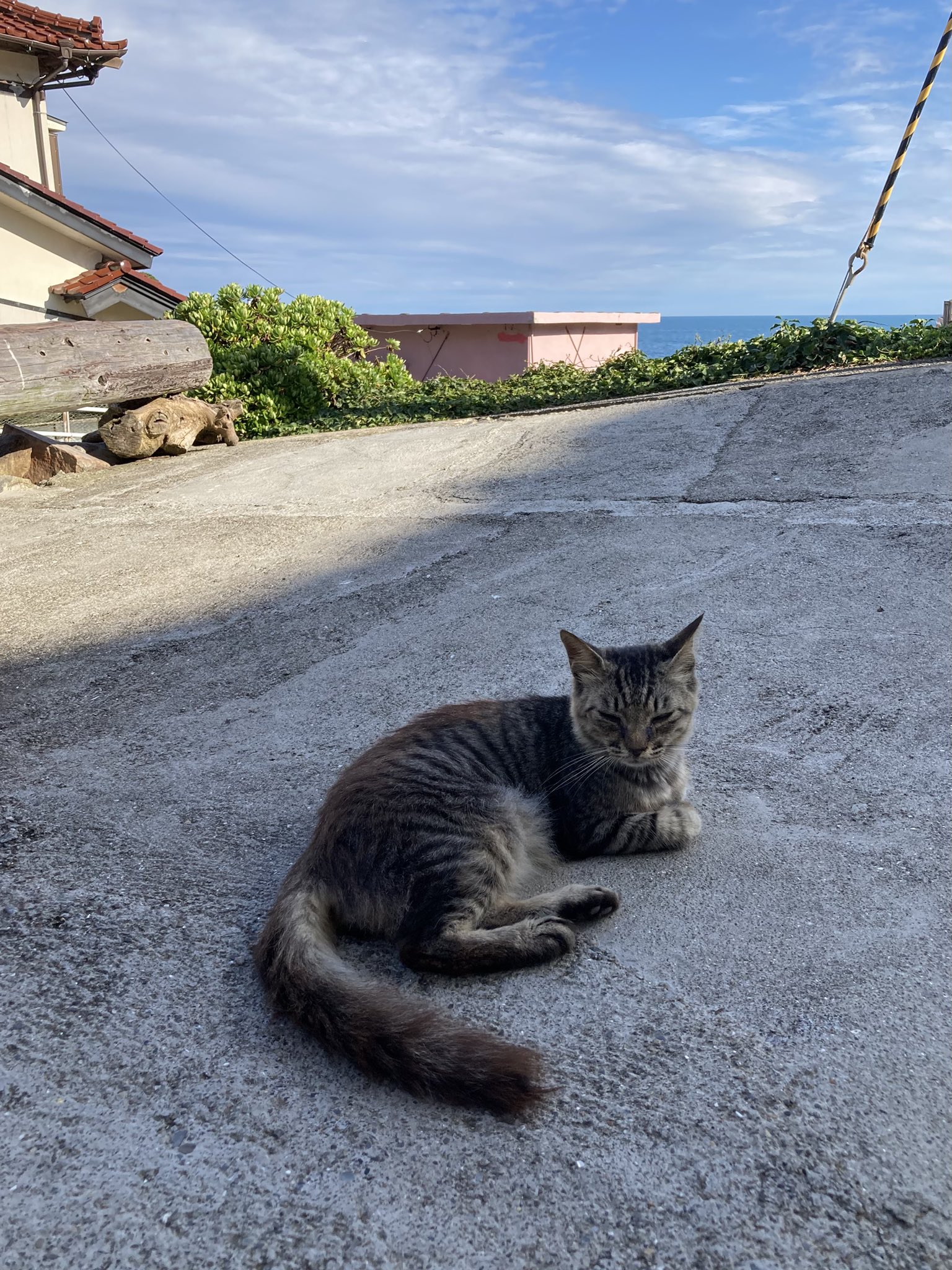 猫千代　0912 クロネコ堂@田代島 on X: 