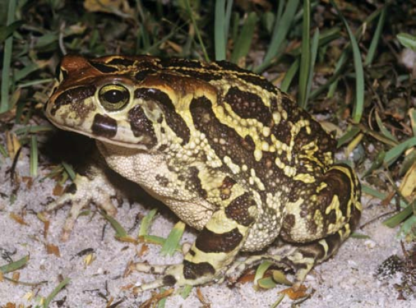 GoZuidAfrika's tweet photo. De westelijke luipaardpad is op vrijersvoeten en dat is zeker geen romantische onderneming. Het is een strijd tussen leven en dood om zich van het ene naar het andere natuurgebied te verplaatsen. Lees er meer over in ons nieuwsbericht.
https://t.co/c1X4rhU5n5 https://t.co/Vu5f8gVkd9