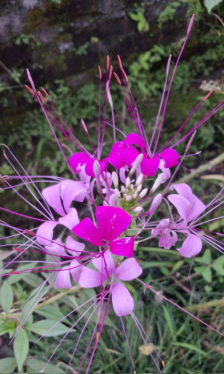 भर्खर खिचेको फुटो पोस्ट्याउनुस मैले चाहिँ फूलको खिचेको रैछु 😂