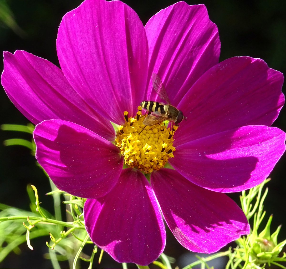 liz horton 🍀🕊 tweet media