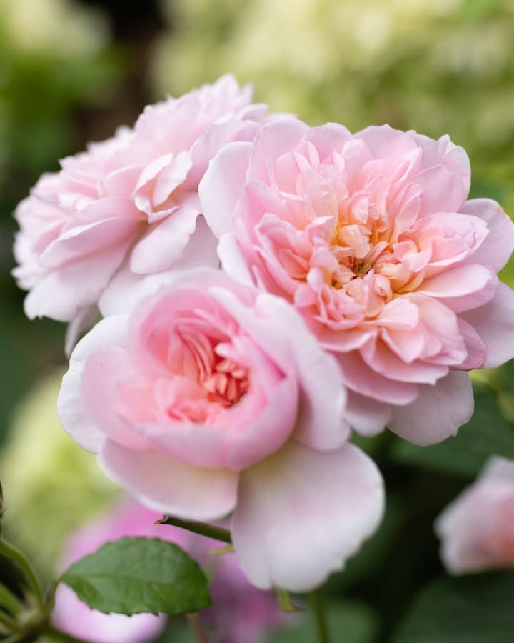 David Austin Roses (@daustinroses) on Twitter photo Elizabeth (Ausmajesty) brings a gentle sense of presence to the garden, with clusters of crisp apple blossom pink blooms that fade to the softest blush white. Sweetly fragrant, with notes of lemon sherbet and Old Rose, it captures both heart and imagination.
#DavidAustinRoses Elizabeth (Ausmajesty) brings a gentle sense of presence to the garden, with clusters of crisp apple blossom pink blooms that fade to the softest blush white. Sweetly fragrant, with notes of lemon sherbet and Old Rose, it captures both heart and imagination.
#DavidAustinRoses